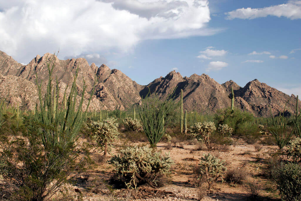 The Sonoran Desert A Collage Of Arid Wonders Lac Geo